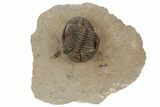 Detailed Hollardops Trilobite - Foum Zguid, Morocc #196637-1